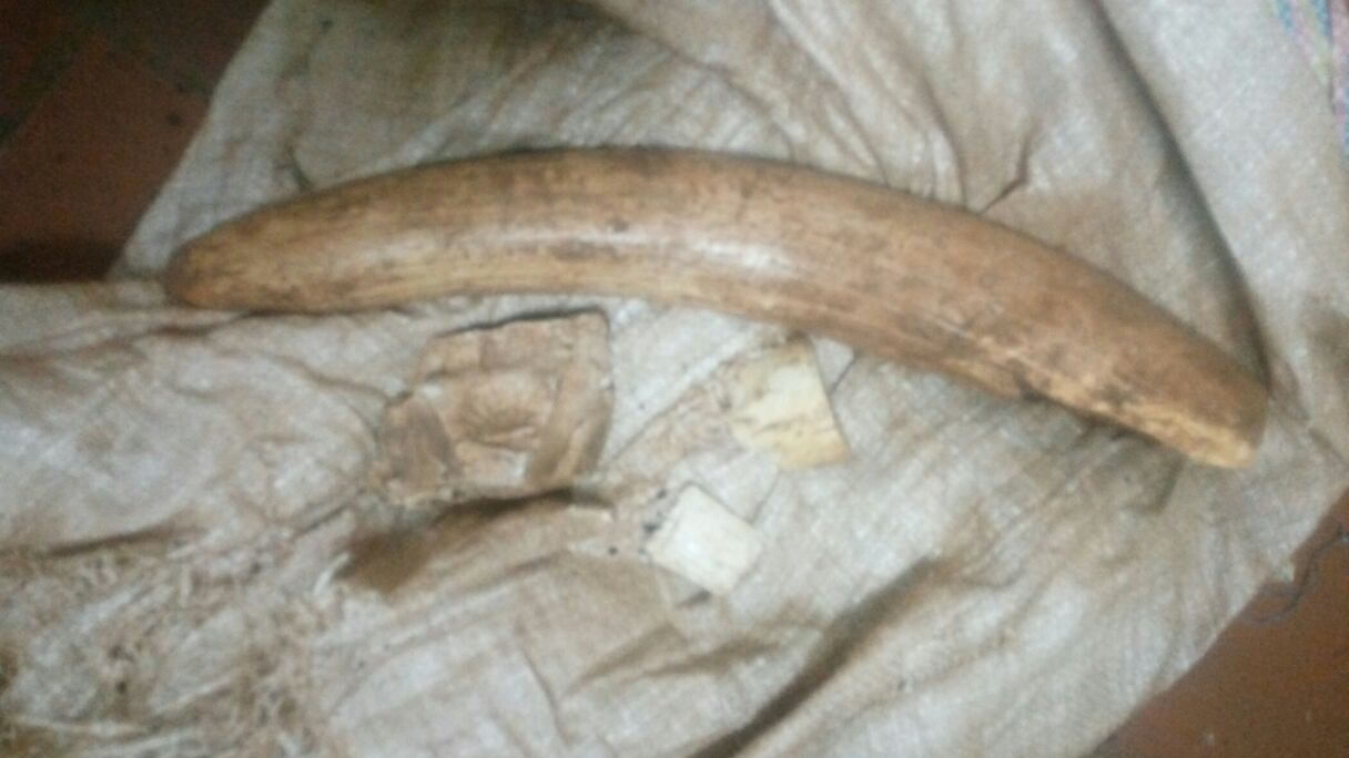 THREE FINED SH. 3 MILLION FOR ILLEGAL POSSESSION OF IVORY