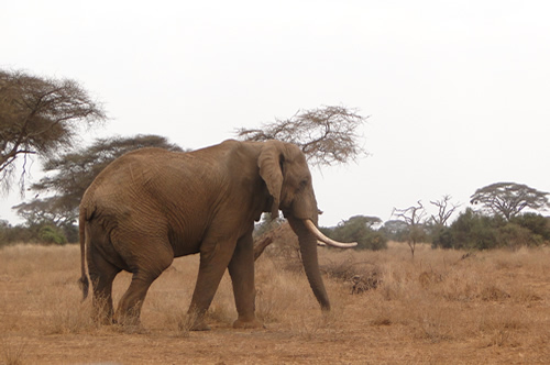 2.1 TONNES OF IVORY SEIZED AT A WAREHOUSE IN MOMBASA