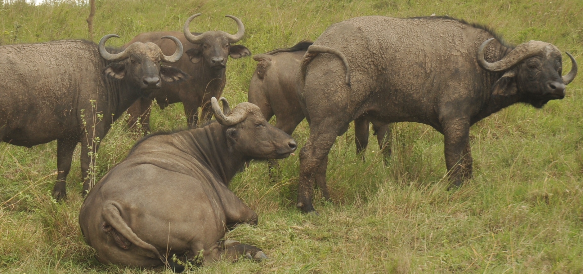 BUFFALOES MORTALITIES IN LAKE NAKURU NATIONAL PARK