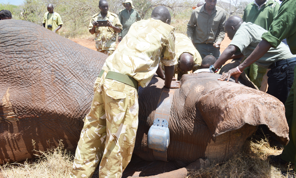ELEPHANTS USED TO HELP GUIDE NATIONAL PLANNING
