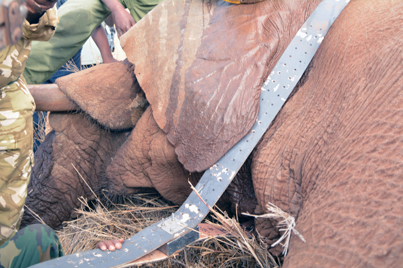 TWO ELEPHANTS IN AMBOSELI ECOSYSTEM FITTED WITH TRACKING COLLARS