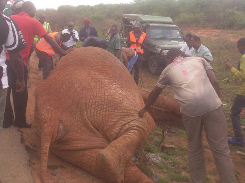 DEATH OF ELEPHANT FROM ROAD ACCIDENT ON MOMBASA ROAD