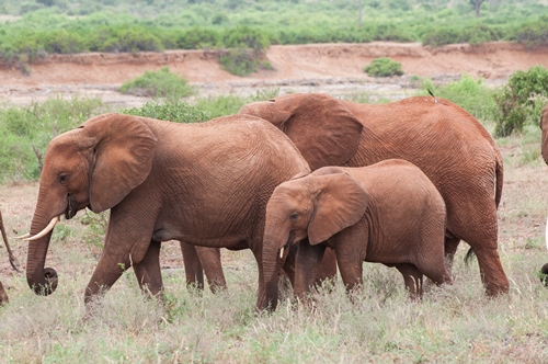 KENYA WILDLIFE SERVICE STATEMENT ON WORLD ELEPHANT DAY CELEBRATIONS 2016