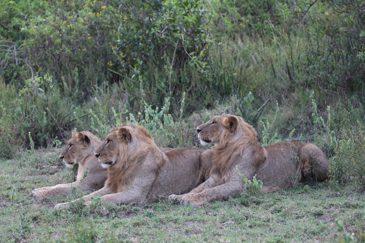 ANNUAL CARNIVORE CONFERENCE