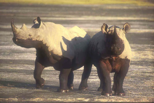 KWS STATEMENT ON WORLD RHINO DAY 2015