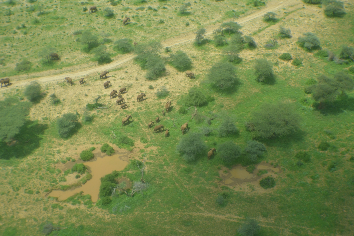 GREAT NORTHERN KENYA WILDLIFE COUNT 2017