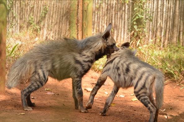 EFFORTS TO CONSERVE THREATENED STRIPPED HYENA SPECIES
