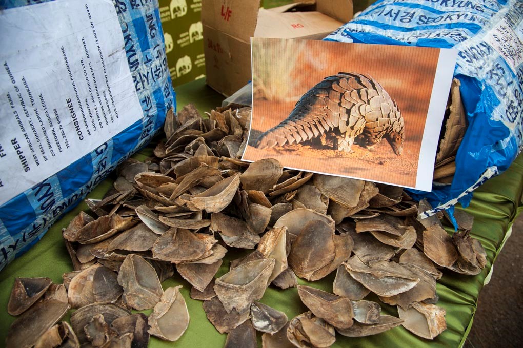 KWS CANINE UNIT INTERCEPTS 500KG OF PANGOLIN SCALES