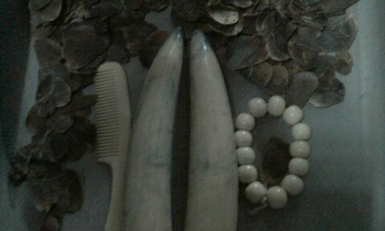 TWO CHINESE ARRESTED FOR TRAFFICKING ILLEGAL WILDLIFE TROPHIES