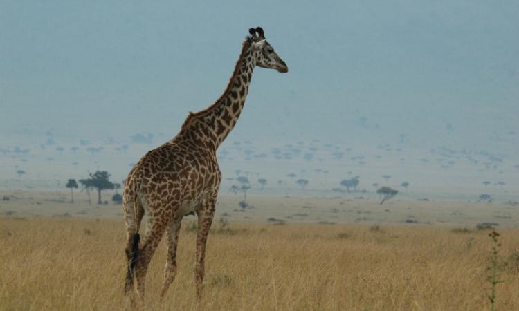 AERIAL TOTAL COUNT OF ELEPHANTS, BUFFALOES AND GIRAFFES IN THE TSAVO-MKOMAZI ECOSYSTEM IN FEBRUARY, 2017.