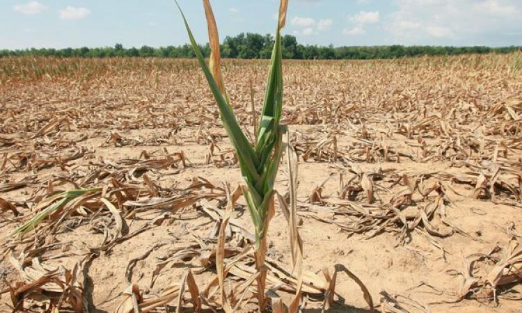 EFFECTS OF CURRENT DROUGHT ON WILDLIFE DISPERSAL