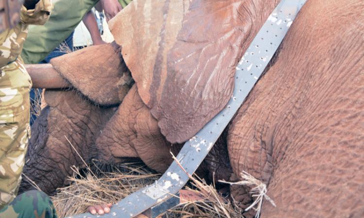 TWO ELEPHANTS IN AMBOSELI ECOSYSTEM FITTED WITH TRACKING COLLARS