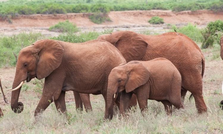 KENYA WILDLIFE SERVICE STATEMENT ON WORLD ELEPHANT DAY CELEBRATIONS 2016