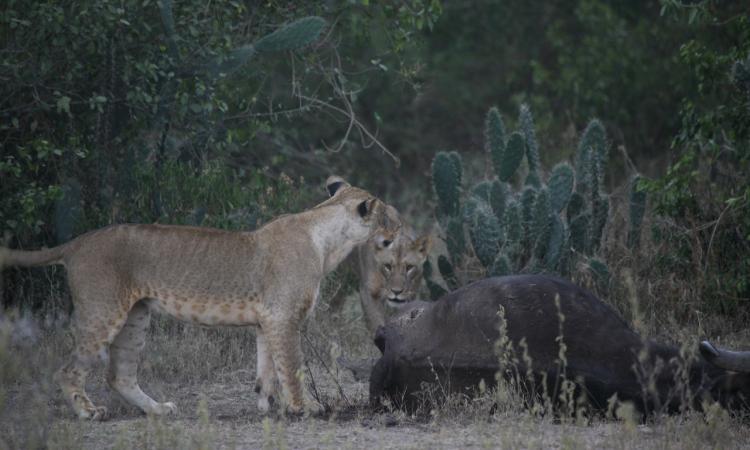 ANNUAL CARNIVORE RESEARCH AND CONSERVATION CONFERENCE, 2018