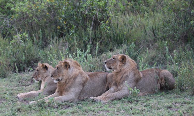 ANNUAL CARNIVORE CONFERENCE