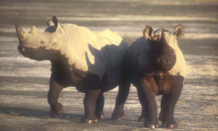 KWS STATEMENT ON WORLD RHINO DAY 2015
