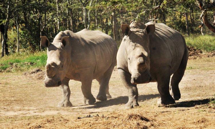 CALL FOR PUBLIC PARTICIPATION IN NATIONAL WILDLIFE POLICY