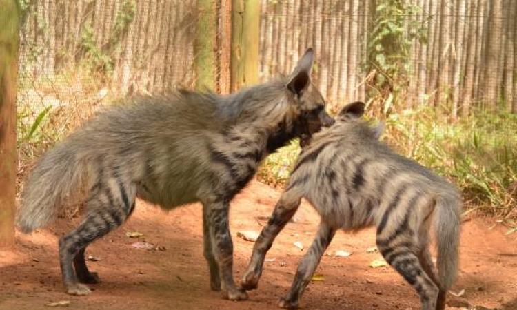 EFFORTS TO CONSERVE THREATENED STRIPPED HYENA SPECIES