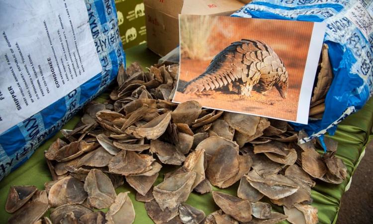 KWS CANINE UNIT INTERCEPTS 500KG OF PANGOLIN SCALES
