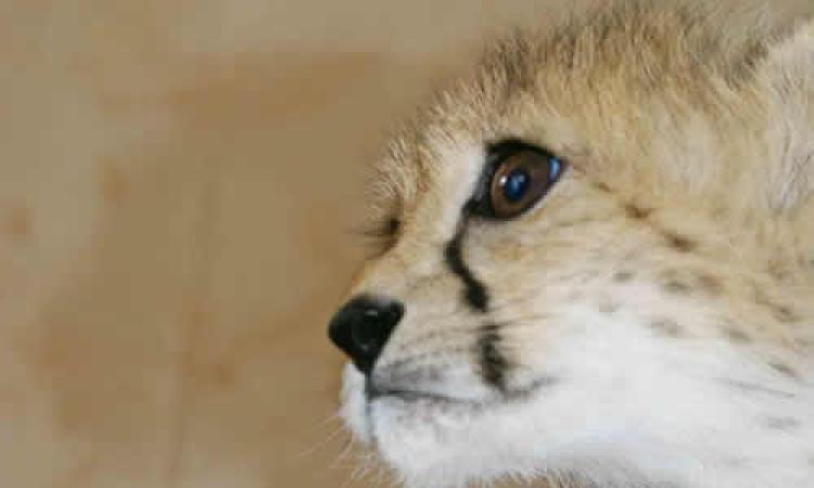 USAIN BOLT TO ADOPT A KENYAN CHEETAH CUB