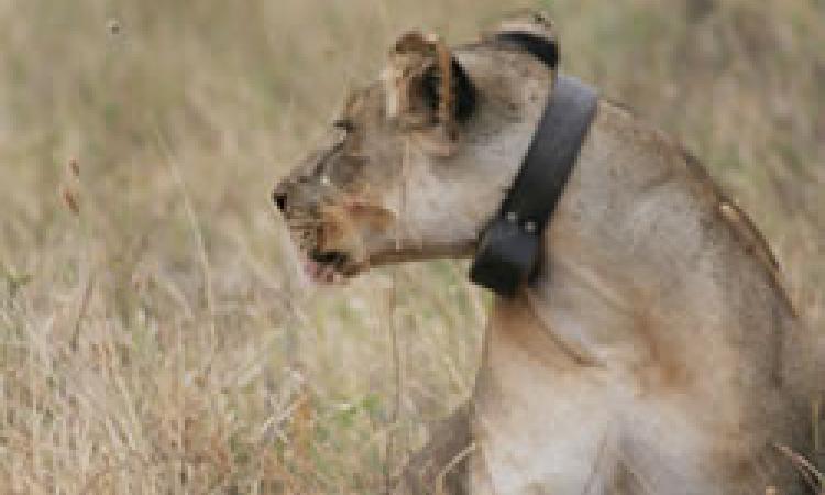 TWO LIONS TO BE RE-FITTED WITH TRACKING DEVICES IN AMBOSELI NATIONAL PARK