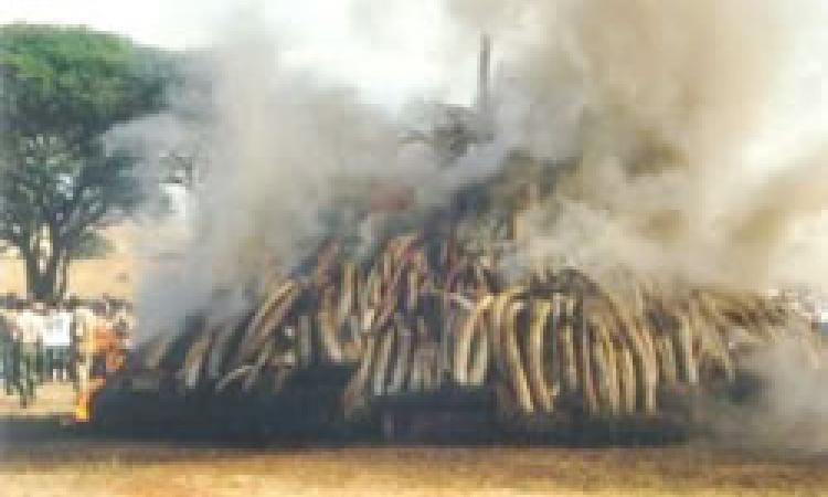 KWS CELEBRATES 20TH IVORY BURNING ANNIVERSARY