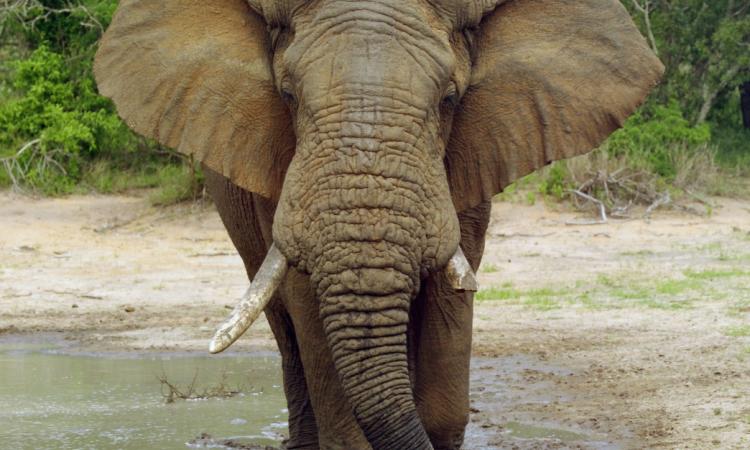 KENYA CELEBRATES WORLD ELEPHANT DAY