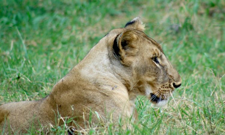 KWS CELEBRATES WORLD LION DAY