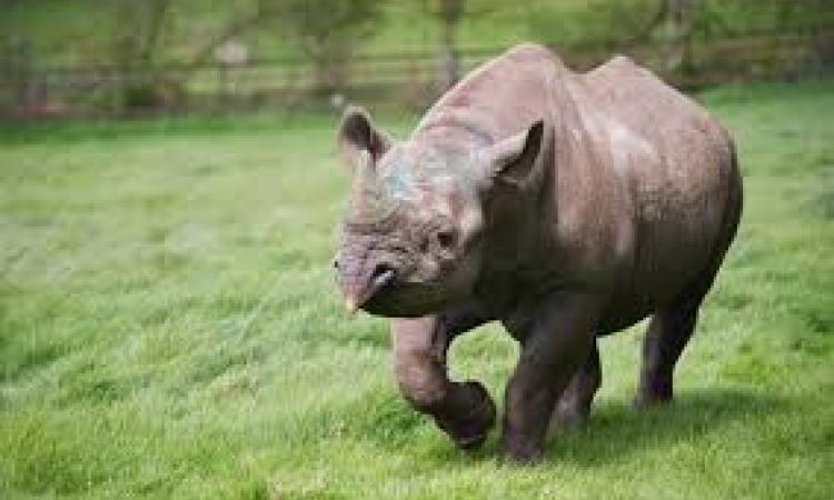 rhino